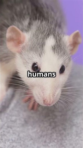 Rats Laugh in Frequencies We Can’t Hear: SHOCKING!!! #tiktok