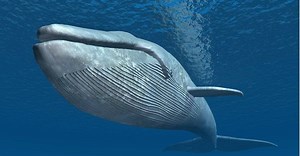 Baby Blue Whale Facts: Cute and HUGE!