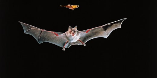 New Sonar System "Sees" Bat Echolocation in Action