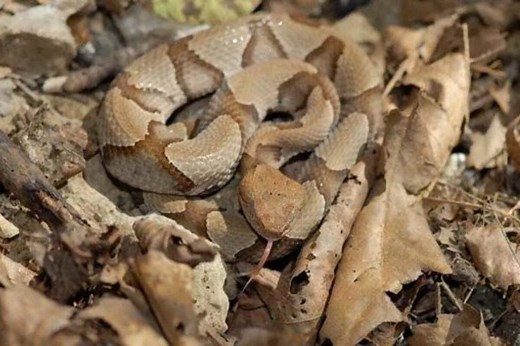 How to Identify Baby Copperheads This Summer