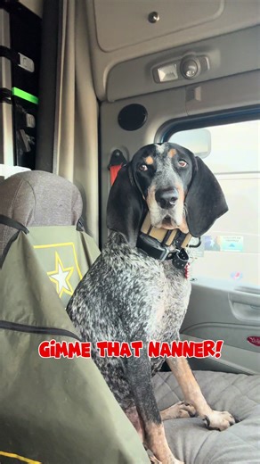 🐾🐾ROAD DOG CHRONICLES🐾🐾 This is what it’s like when my dad eats in our semi! He’s gotta pay that food tax! I got some nanner but no sammich! He said the mustard was too hot for me to eat and couldn’t risk me having an upset tummy in the truck! Lol We finally got home at 9pm last night from our long trip out west to Texas! Back at it early Monday morning then cheering on our @indianafootball team in the @cfapeachbowl National Championship game later that night! HOO HOO HOOSIERS! Dixie, over a