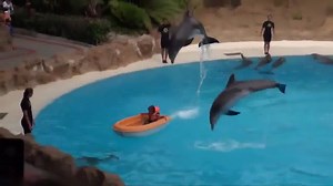 Whaooo Whaooo , Incredible Dolphin Tricks (Best Tricks So far ) Like 4 More Videos | Praise MaMa