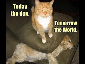 Hilarious Cat vs. Dog Fight 😂 | Funniest Pet Battle Ever!