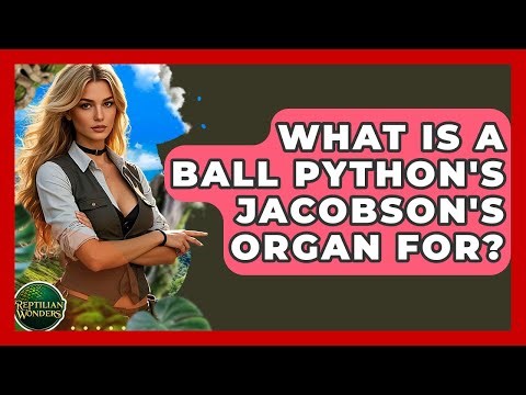 What Is A Ball Python's Jacobson's Organ For? - Reptilian Wonders