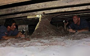 DIY vs. Professional Termite Treatment - how to prevent termites | Pest-Ex