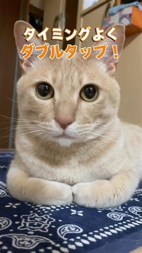 Double Tap Beat！#DoubleTapBeat#ちゃちゃまる #cat #catvideos #猫#shorts#虹深ぬふ