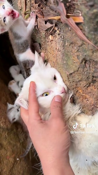 Rescue a family of cats #animal #animalsoftiktok #rescueanimals #rescue #rescuecat #cat