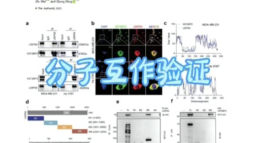 USP9X通过特定结构域直接结合IGF2BP21