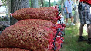 For craft beer lovers, hops farming is catching on