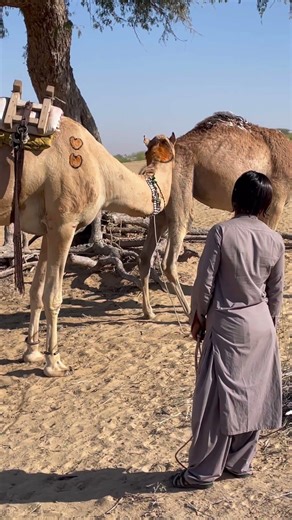 Camel is checking urinary system