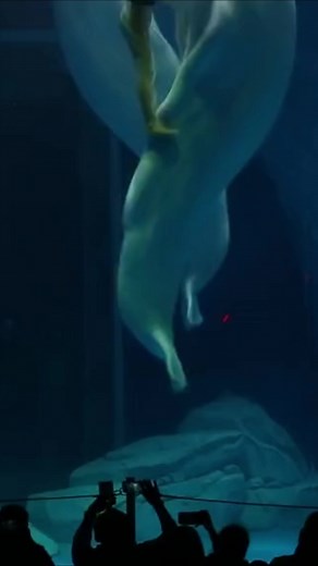 beluga show #entertainement#marinelife#sealife#fyp
