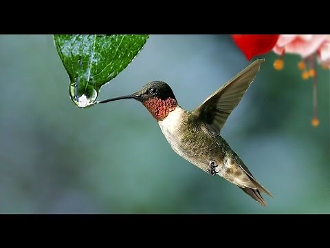 Video 360: Paraíso colibrí