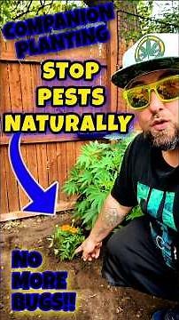 Natural Pest Control for Outdoor Grows 🌿 Companion Plant Guide