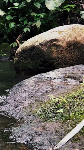 relaxing river sounds with birds chirping