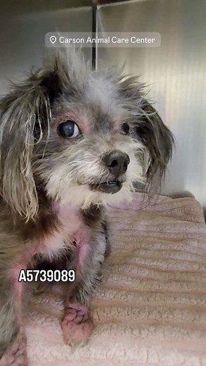💜 Rescued 💜 ✳️ LOLA ✳️#A5739089 She’s nine years old and about 8 pounds she came in with a microchip and she has what looks like an untreated skin condition that the Shelter is treating. The kennel card says go slow. She’s pretty anxious. 🔹Cairn Terrier 🔹Female 🔹AGE: 9 years old 🔹ARRIVED: 2025-11-17 🔹ID HOLD 🔹ON HOLD UNTIL: 11/29/2025 🔹Carson Shelter - 310-523-9566 for INFO 🔹Mon-Sat 11-5pm, Closed Sunday 🔹216 W Victoria St. Gardena, CA 90248 _______________________________________ 🟣 