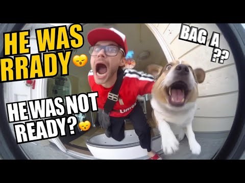 Delivery Men Were NOT Ready for These Dogs 😂 | Funny CCTV & Doorbell Camera