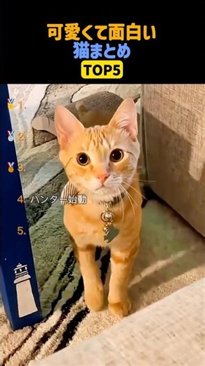 可愛くて面白い猫まとめTOP5 #shorts #cat #ねこ