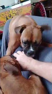Boxer dogs battle of the crazy.