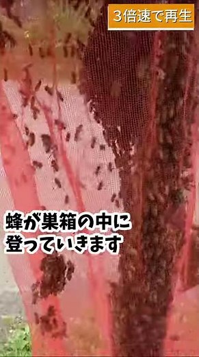 網を使ってニホンミツバチを簡単に捕獲♪ #Shorts