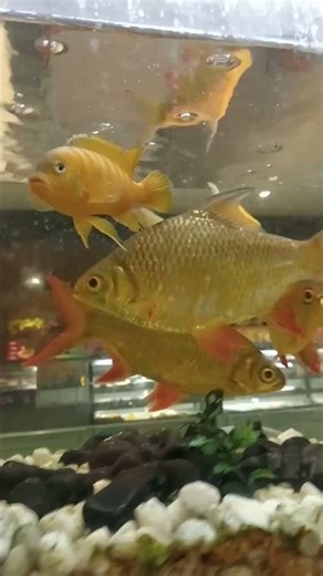 big fish in aquarium #fish #aquariumfish #fishingvideo
