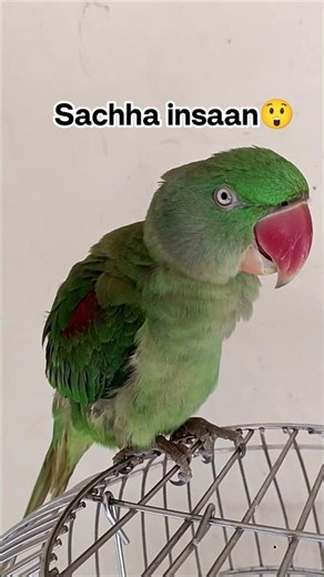 Sachha insaan😲