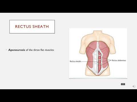 The Layers of the Abdominal Wall in 5 Minutes