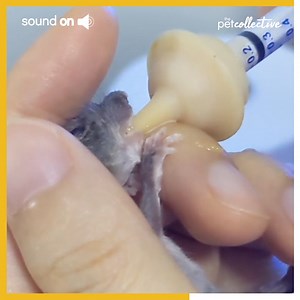 This rat found a new family! | Try Not to Laugh