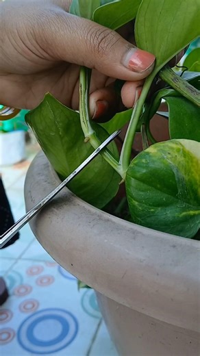 Easy way to grow money plant 🌱/ #shorts #ytshorts #garden #moneyplant #gardening