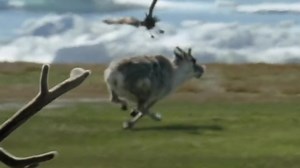 24K views · 661 reactions | Beautiful birds life planing | Animal documentary | Facebook