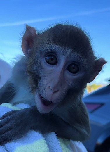 Shocked Monkey in Staten Island - Rare Encounter Caught on Camera
