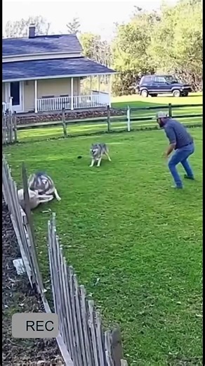 610K views · 1.8K reactions | Man Saves Sheep From Wild Dogs! #animalattack #animalrescue | Lifeline Tails | Facebook