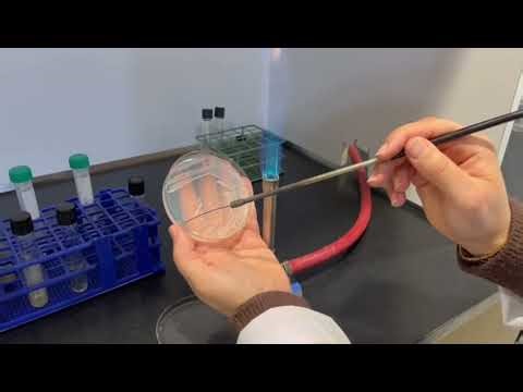 Bacterial Aseptic Transfer Technique – Practical Lab Demonstration