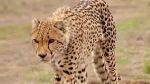 World's Fastest Car Vs Cheeta