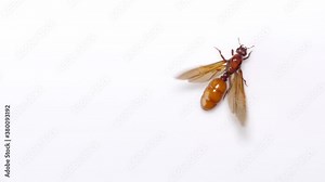 Slow motion speed close up scene of ant queen flapping wings prepare for flying up to bright light source isolated on white, nature insect behavior, favorite food menu in northern region of thailand