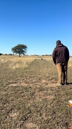 Why the 9-Point Matters ** If you've ever wondered why we talk about the "9-point" so much in gun dog training... here's the deal The 9-point isn't just some fancy term — it's what helps a dog learn where to go and how to go there with confidence. It teaches straight lines, clean casts, and solid communication between dog and handler. When a dog understands the 9-point, they're not guessing - they're thinking, trusting, and working as a true teammate in the field. It's one of those building bloc