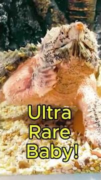 I Found a ULTRA RARE Baby Turtle that's an Alligator Snapping Turtle! #turtlewatching #animal
