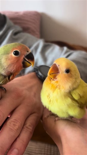 In every relationship, one loves… and the other lets it happen.#lovebirds #babyparrot #love#parrotlife #birdsoftiktok
