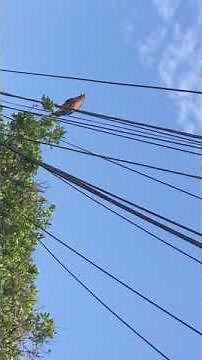 aver fenix real parte 2