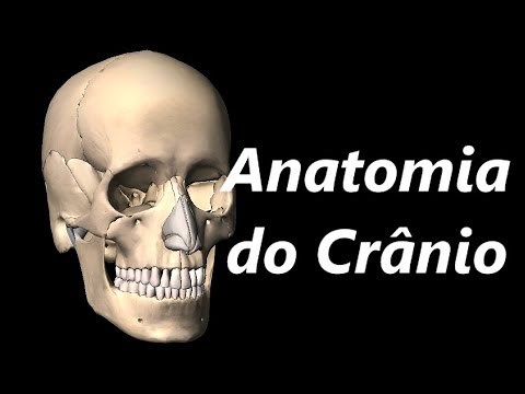3D Skull Anatomy