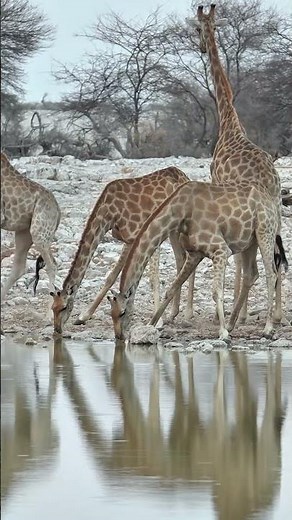 Giraffes at Etosha National Park in Namibia.