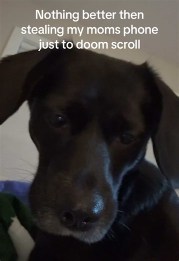 Momo The Beagador (@momo.the.beagador)’s videos with original sound - duru