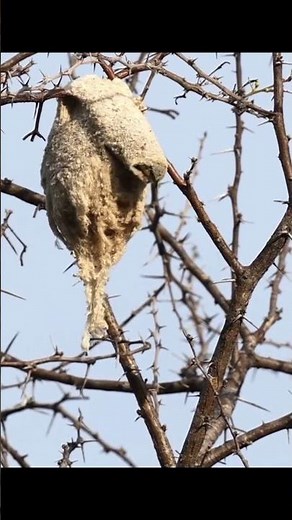 Nature's Beautiful Engineer #shorts #viralvideo #shortsfeed #youtubeshorts