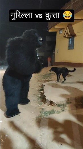 Gorilla vs Dogesh bhai Fight 😂 #gorilla #dog #fightnight