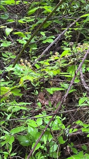 Rainy Morning Copperhead!