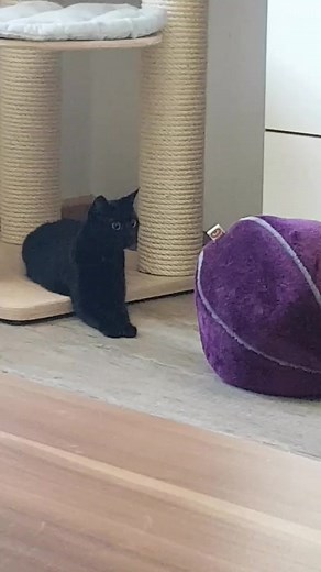 Marythecrazyheadcat on TikTok