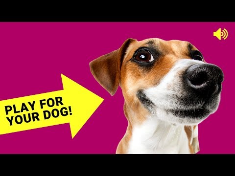Dog Sounds & Reactions - Play for Your Dog! 📣🐶
