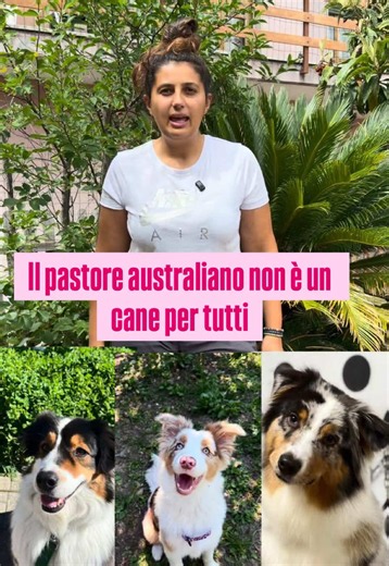 Pastore Australiano: caratteristiche e cosa sapere prima di sceglierlo