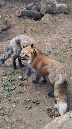 붉은여우 너무 예쁘잖아~~#어린이대공원 #붉은여우 #fox