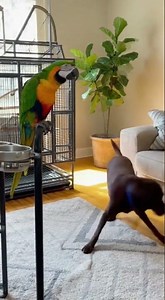 The Parrot That Outsmarted the Dog...🐶🦜🐶🦜🐶🦜 #funnyanimals #animalcomedy #viralpets #funnyanimals