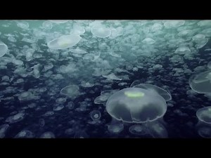 10-Hour Oceanscape Video Brings the Undersea World into Your Living Room